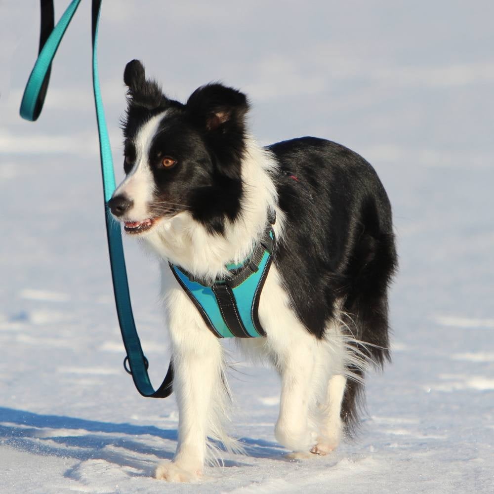 Solid Harness S