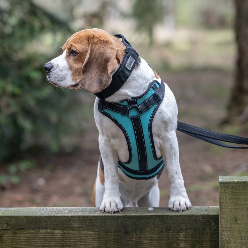 Solid Harness S