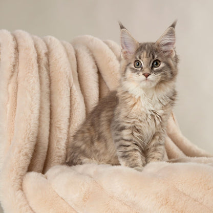Scruffs - Aspen Blanket – One Size